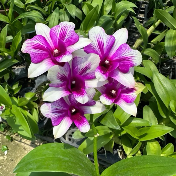 Dendrobium Butterfly Angel Orchid